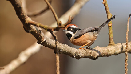 Black-throated bushtit (Aegithalos concinnus), nice bird of Bhutan
