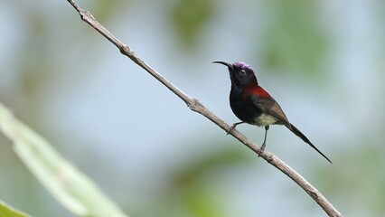 Black-throated sunbird male (Aethopyga saturata), Bhutan