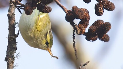 Blyth's leaf warbler (Phylloscopus reguloides) with a caterpillar, Bhutan