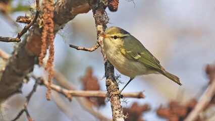 Blyth's leaf warbler (Phylloscopus reguloides), Bhutan