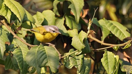 Grey-hooded warbler (Phylloscopus xanthoschistos), Bhutan