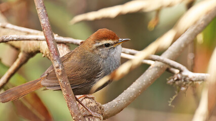 Grey-sided bush warbler (Cettia brunnifrons), bird of Bhutan