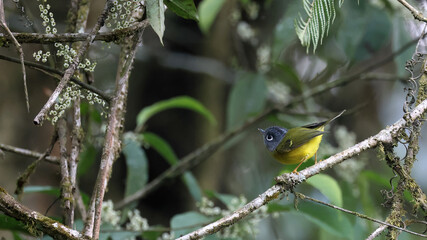 Grey-cheeked warbler (Phylloscopus poliogenys), Bhutan