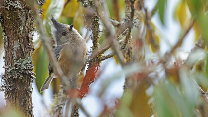 Grey-crested tit (Lophophanes dichrous), Bhutan