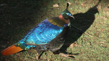Himalayan monal (Lophophorus impejanus), splendind bird of Bhutan