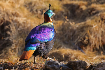 Himalayan monal (Lophophorus impejanus) in the glory of morning light