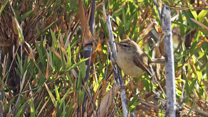 Hume's bush warbler (Horornis brunnescens), bird of Bhutan