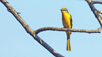Scarlet minivet female (Pericrocotus speciosus), bird of Bhutan