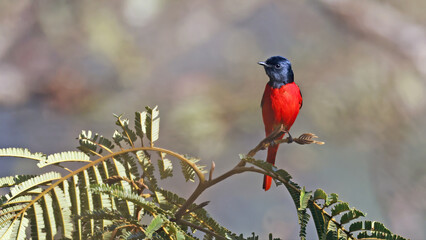 Short-billed minivet male (Pericrocotus brevirostris), bird of Bhutan