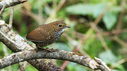 Scaly-breasted cupwing (Pnoepyga albiventer), bird of Bhutan