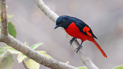 Scarlet minivet male (Pericrocotus speciosus), bird of Bhutan