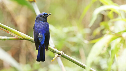 Small niltava (Niltava macgrigoriae), bird of Bhutan