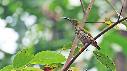 Streaked spiderhunter (Arachnothera magna), bird of Bhutan