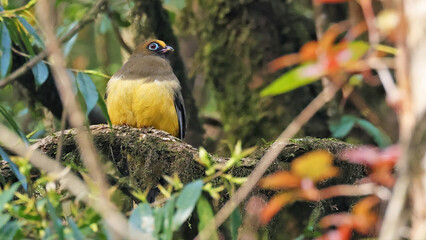 Ward's trogon (Harpactes wardi), rare bird of Bhutan