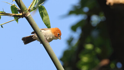 White-breasted parrotbill (Paradoxornis ruficeps), bird of Bhutan