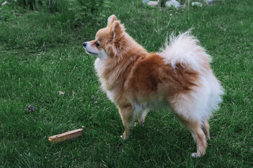 Pomeranian Spitz, pomchi lying on the lawn playing with a found stick. A dog in a natural environment