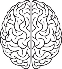 Human brain outline drawing neurology medical science illustration