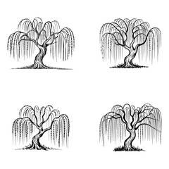 Obraz premium Hand drawn willow trees with drooping branches in detailed vintage sketch style 