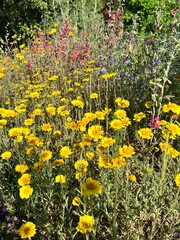 yellow, pink, purple flowers in the garden
