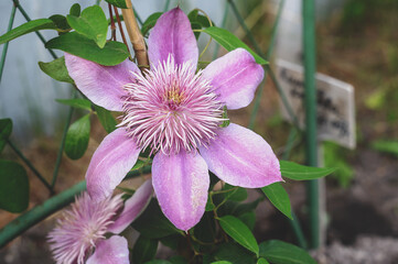Close-up of a flowering clematis cultivar Josephine plant. Delicate double large pink flowers of a biennial plant on a support