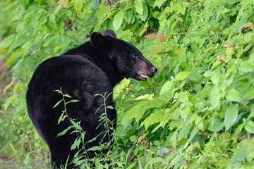 Gorgeous Mother Black Bear Eating 
