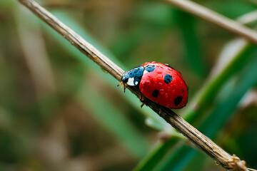 Fototapeta premium Red ladybug with distinct black spots crawling along a slender, dewy branch, showcasing the vibrant beauty of springtime nature