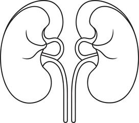 Human kidney anatomy outline drawing medical illustration
