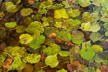 Autumn leaves on the water