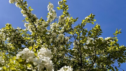 White blossoms of a blooming apple tree in spring against a blue sky on a sunny day outdoors. Close-up