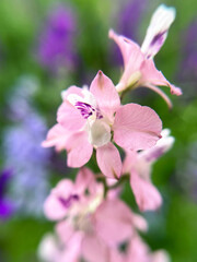 Close-up of delicate pink delphinium flowers in bloom