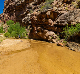 Female Hiker Wading Through Cottonwood Creek in Lower Hackberry Canyon, Grand Staircase-Escalante National Monument, Utah, USA