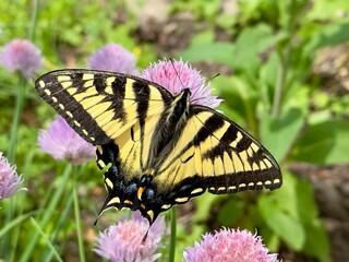 Canadian Tiger swallowtail - Papilio canadensis on Chive blooms