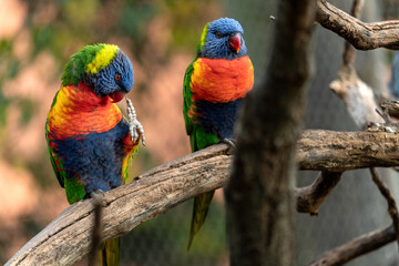 Two parrots on a branch