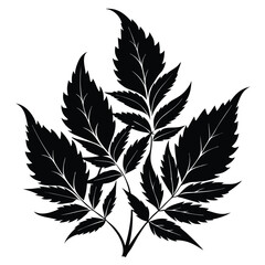 Silhouette Illustration of Intricate Compound Leaves with Serrated Edges in Black