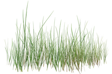 Fototapeta premium green grass isolated on white background