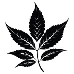 Stylized Black Leaf Illustration with Veins, Textured Edges, and Multiple Leaflets