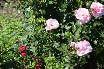 beautiful roses in the garden