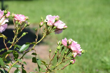 beautiful roses in the garden