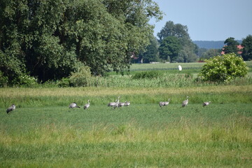 flock of geese geese on the meadow in the countryside © MARIA – Nature
