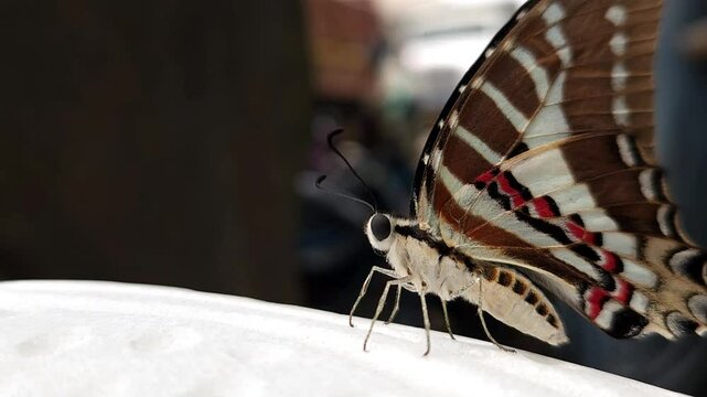 Beautiful Indian spot swordtail Butterfly, Shot In India