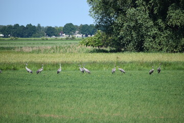 a view of a flock of birds on the green grass © MARIA – Nature