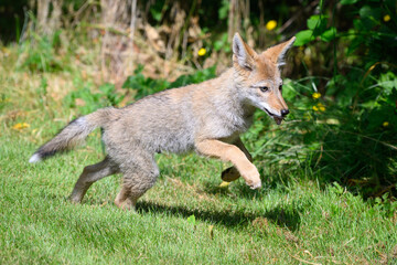 Coyote pup canis latrans springing forward with rodent in mouth