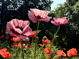 Papaver orientale Oriental poppy perennial flowering plant.