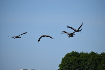 white stork in the sky