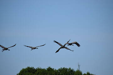 birds in flight in the sky © MARIA