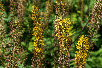 Yellow flowers of Ligularia przewalskii in the garden.