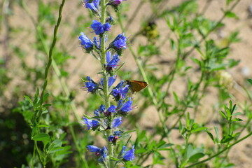 butterfly on a flower