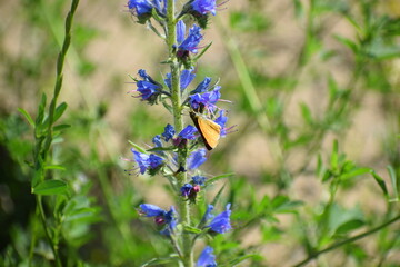 butterfly on a flower
