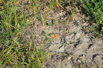 butterfly close up on the grass.