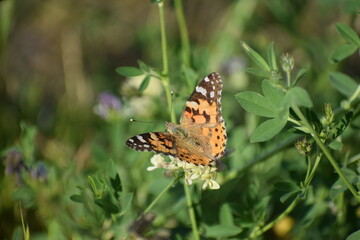 butterfly on the flower, close up